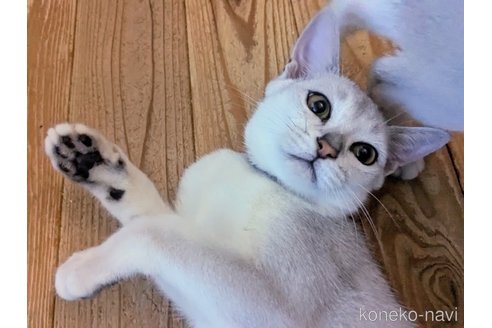 成約済の東京都のバーミラ-91354の3枚目